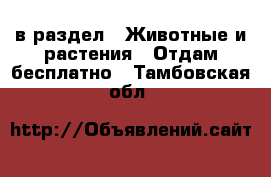  в раздел : Животные и растения » Отдам бесплатно . Тамбовская обл.